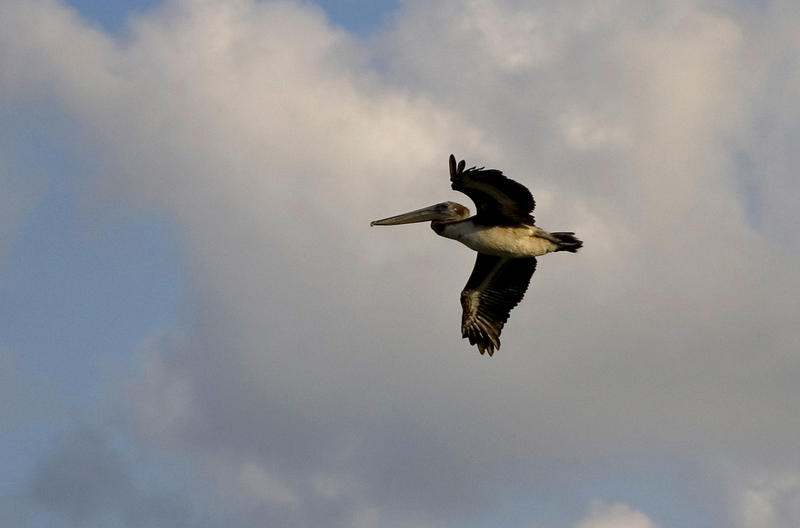 a pelican flying though the air